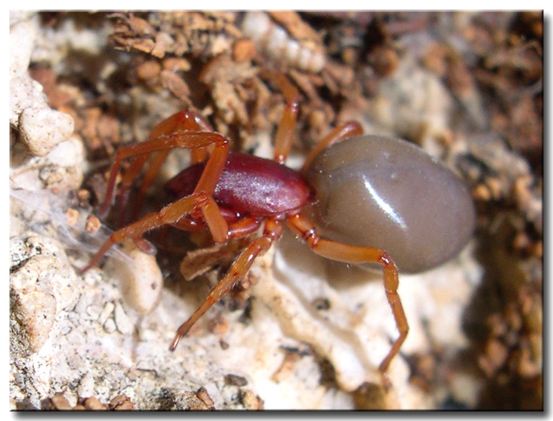 Un ragno fotografato ieri a Castelluzzo (TP): Dysdera sp. ?